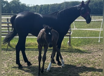 Hanoverian, Mare, Foal (05/2023), Smoky-Black
